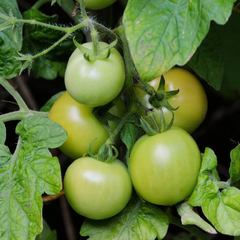 What to sow & do in the October kitchen garden